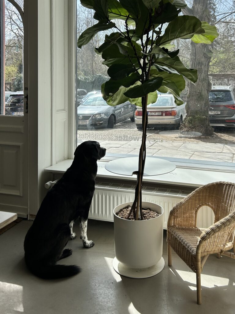 Hund am sonnigen Bürofenster neben einer großen Pflanze und einem Korbstuhl.